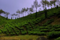 /album/kerala-trivandrum-alappuzha-kumaly-fort-kuchin-bangalore/img-5768-jpg/