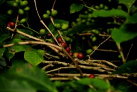 /album/kerala-trivandrum-alappuzha-kumaly-fort-kuchin-bangalore/img-5804-jpg/