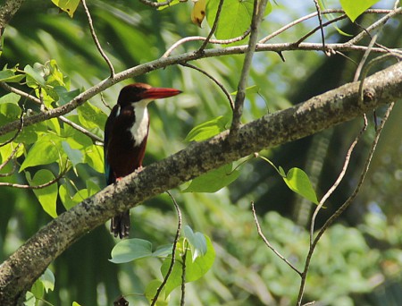 Kingfisher